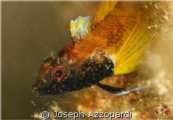Black faced blenny. The body is elongated and spindle-sha... by Joseph Azzopardi 